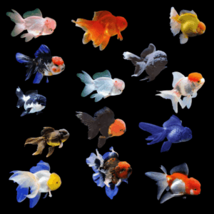 Assorted Super Jelly Head Giant Oranda Goldfish Carassius Auratus - 10cm X 6