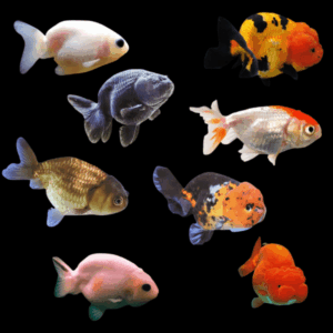 Assorted Lionhead Ranchu Goldfish Carassius Auratus 5cm X 6