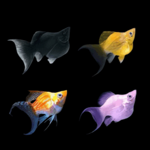 Assorted Lyretail Balloon Molly (2,5 - 3 Cm)
