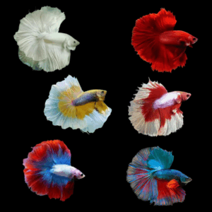 Assorted Double Tail Male Fighting Fish (Xl)