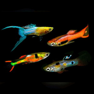 Assorted Male Endler Guppy – Poecilia Wingei – 2-2.5cm