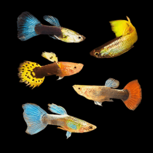 Assorted Male Guppy (2,5 - 3 Cm)
