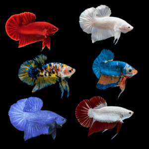 Assorted Half Moon Plakat Male Fighting Fish (Xl)