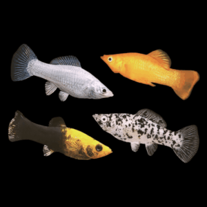 Assorted Molly (3 - 4 Cm)