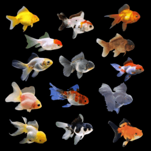 Assorted Giant Oranda Goldfish Carassius Auratus - 10cm X 6