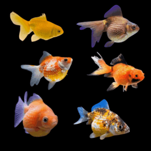 Assorted Giant Pearlscale Goldfish Carassius Auratus - 10cm X 6