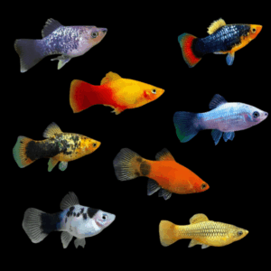 Assorted Platy (2 - 2,5 Cm)