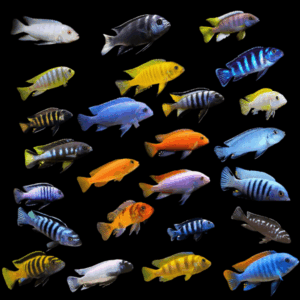 Assorted Malawi Cichlid (6 - 7 Cm)