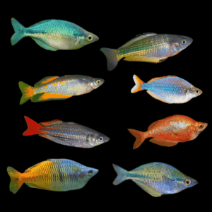 Assorted Rainbow Fish Cichlid (4 - 5 Cm)