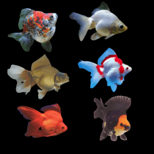 Assorted Giant Ryukin Goldfish Carassius Auratus - 10cm X 6