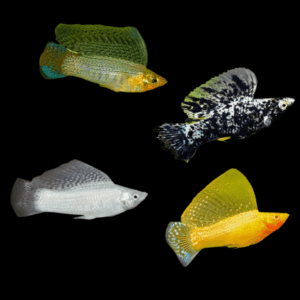 Assorted Sailfin Molly (3 - 4 Cm)