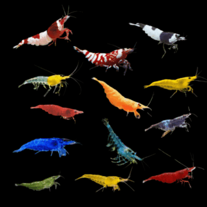 Assorted Davidi Shrimp (1 - 2 Cm)