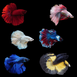Assorted Super Delta Male Fighting Fish (Xl)