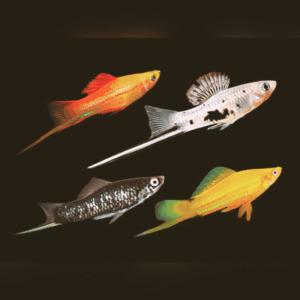 Assorted Swordtail 3-4cm