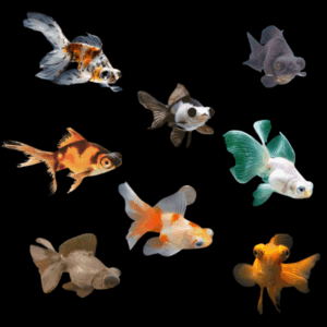 Assorted Bubble Eye Goldfish Carassius Auratus 5cm X 6
