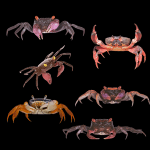 Assorted Vampire Crab (4 Cm)