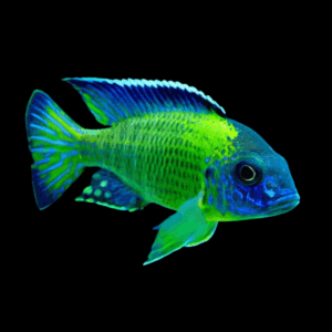 Haplochromis Sunshine Cichlid (4 - 5 Cm)