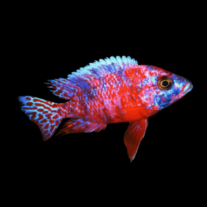Aulonocara Orange Blotch Peacock Cichlid (3 - 4 Cm)