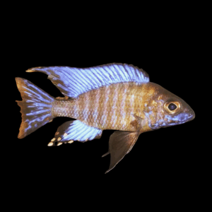 Aulonocara Ethelwihae Peacock Cichlid (4 - 5 Cm)