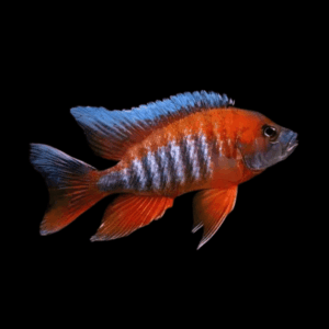 Aulonocara Eureka Peacock Cichlid (4 - 5 Cm)