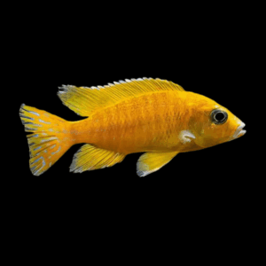 Aulonocara Gold Peacock Cichlid (3 - 4 Cm)