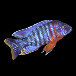 Aulonocara Red Shouldered Peacock Cichlid (3 - 4 Cm)