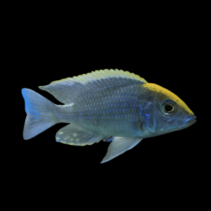 Aulonocara Blue Orchid Peacock Cichlid (4 - 5 Cm)