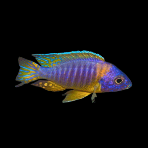 Aulonocara Chizumulu Peacock Cichlid (4 - 5 Cm)