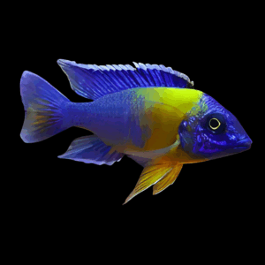 Aulonocara Maulana Peacock Cichlid (3 - 4 Cm)