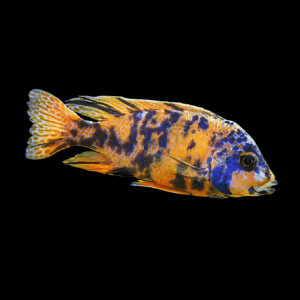 Aulonocara Orange Blotch Peacock Cichlid (4 - 5 Cm)