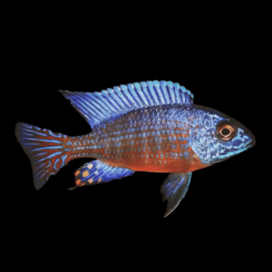 Aulonocara Stuartgranti Peacock Cichlid (3 - 4 Cm)