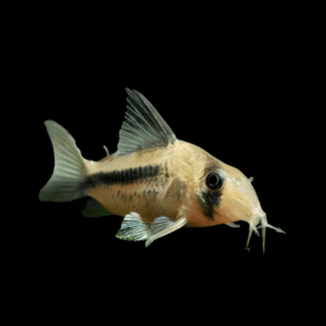 Axelrod'S Corydoras (4 - 5 Cm)