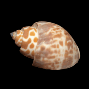 Bybylon Shell Light - M