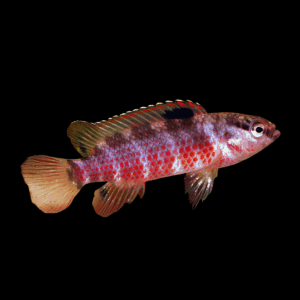 Badis Singenensis (1 - 2 Cm)