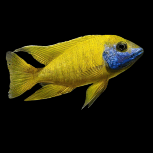 Aulonocara Baenschi Yellow Peacock Cichlid (3 - 4 Cm)