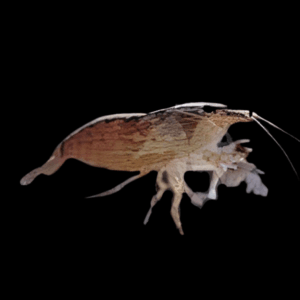 Bamboo Shrimp (4 - 5 Cm)