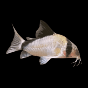Metae Corydoras (2,5 - 3 Cm)