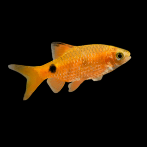 Orange Rosy Barb (3 - 3,5 Cm)