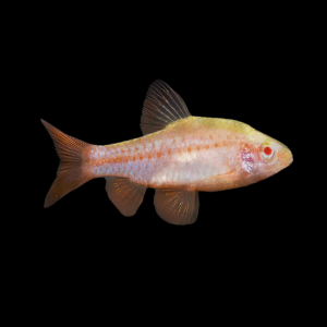 Albino Cherry Barb (2,5 - 3 Cm)