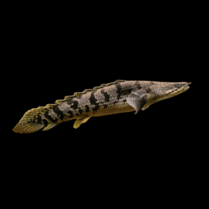 Barred Armoured Delhezi Bichir (10 - 12 Cm)