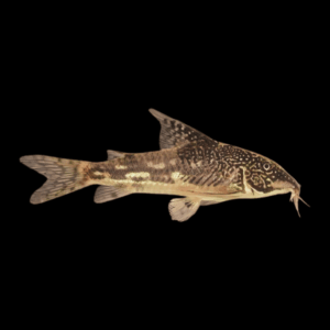 Bearded Banded Corydoras (2,5 - 3 Cm)