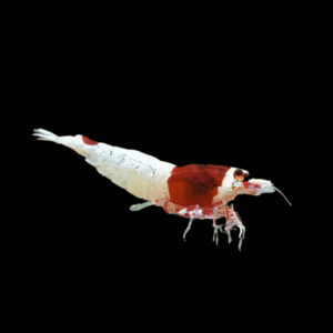 Bee Pinto Red Taiwan Shrimp (1 - 1,3 Cm)
