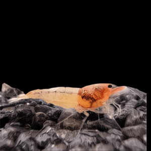 Bee Red Bolt Taiwan Shrimp (1 - 1,3 Cm)