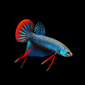 Betta Imbellis - Peaceful Betta (1,5 - 3 Cm)