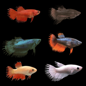 Assorted Crowntail Female Fighting Fish (3 - 4 Cm)