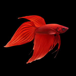 Cambodian Red Male Fighting Fish (Xl)