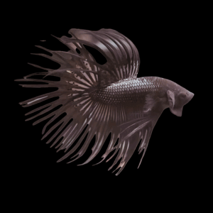 Black Crowntail Male Fighting Fish (L)