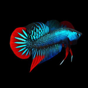 Red Tail Imbellis Male Betta (L)