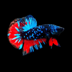 Plakat Avatar Male Fighting Fish (L)