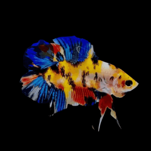 Plakat Double Tail Koi Male Fighting Fish (Xl)